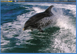 Cornish Dolphin